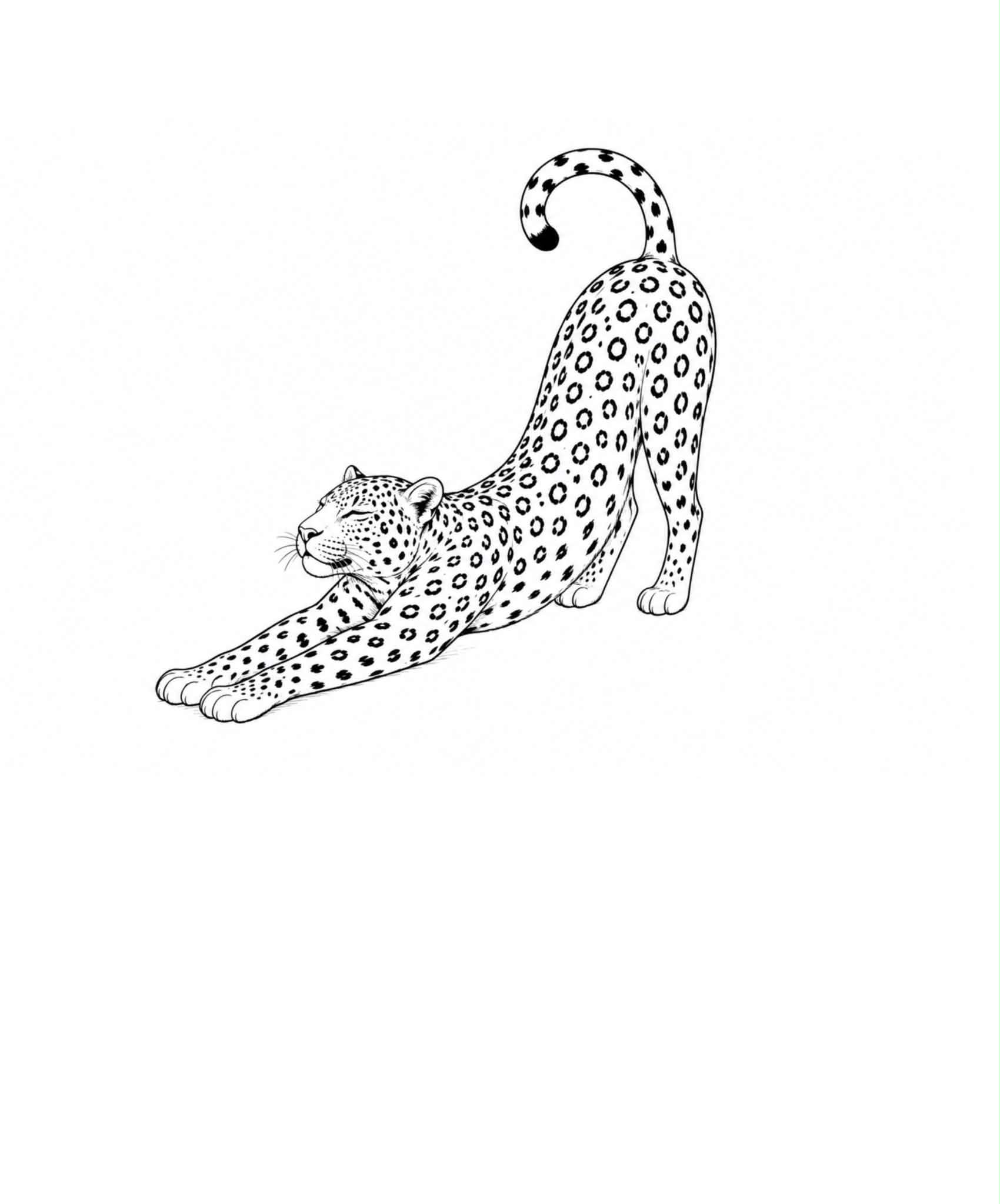 Léopard