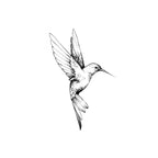 Colibri